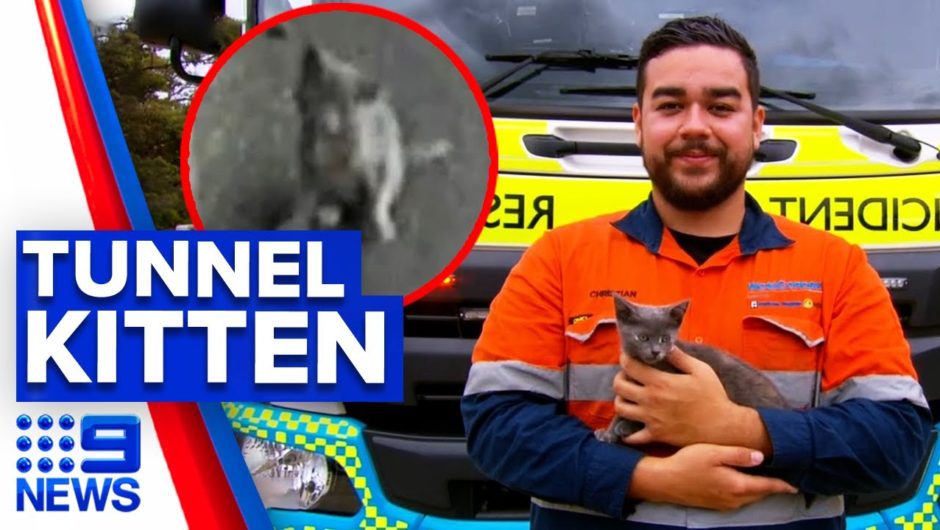 Kitten rescued in M5 tunnel | 9 News Australia