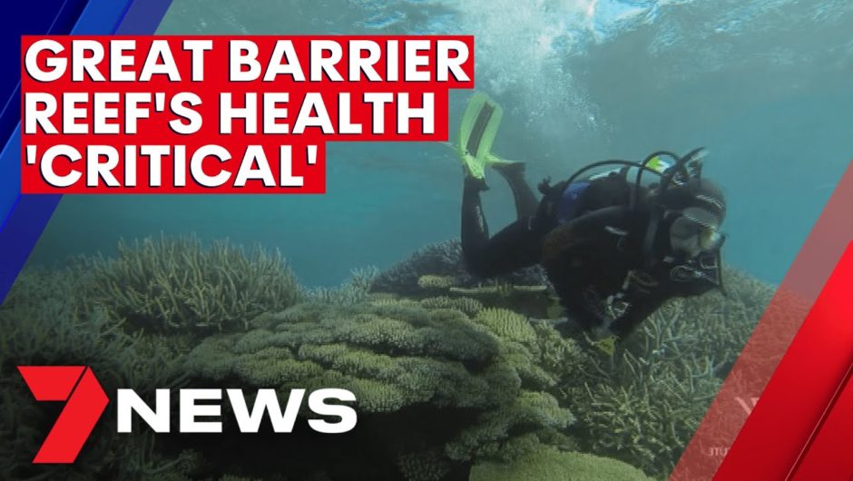 Great Barrier Reef at more risk now than ever before | 7NEWS