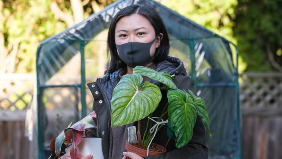 Rare house plants growing popular during COVID-19