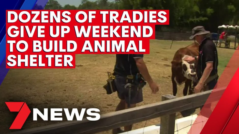 Dozens of tradies give up weekend to help Queensland animal charity | 7NEWS