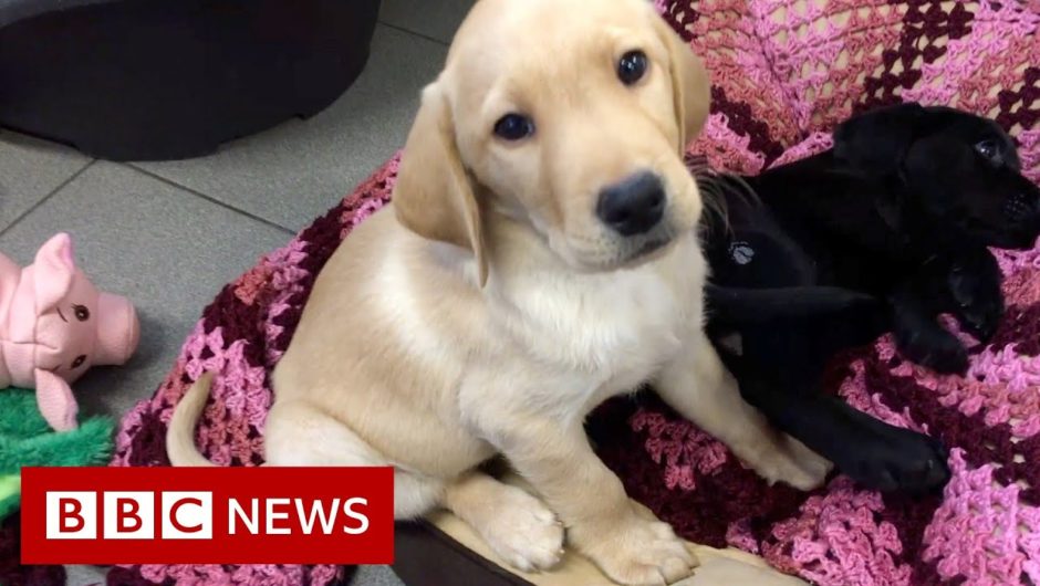 The surprising science behind guide dog puppies – BBC News
