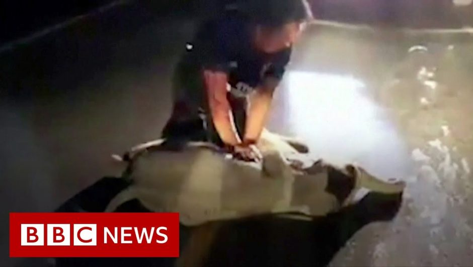 Baby elephant in road accident saved by CPR – BBC News