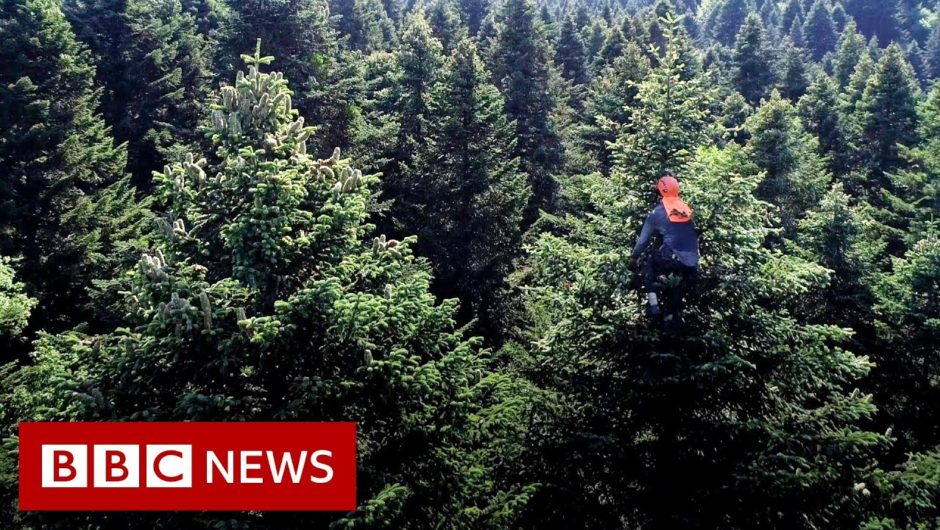 Risking lives for Christmas trees – BBC News