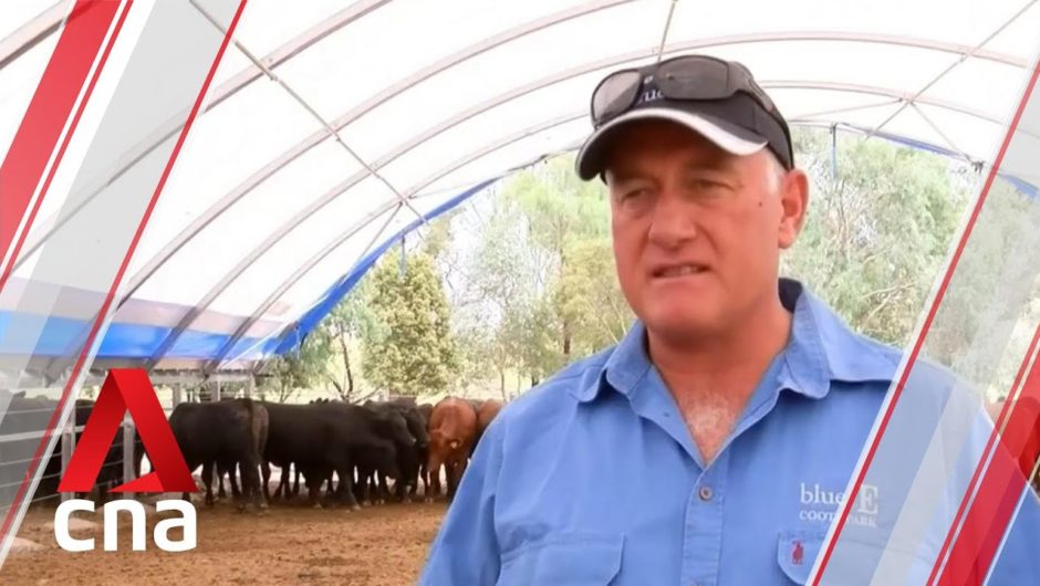 Australian scientists tackle "burping cattle" problem with genetics
