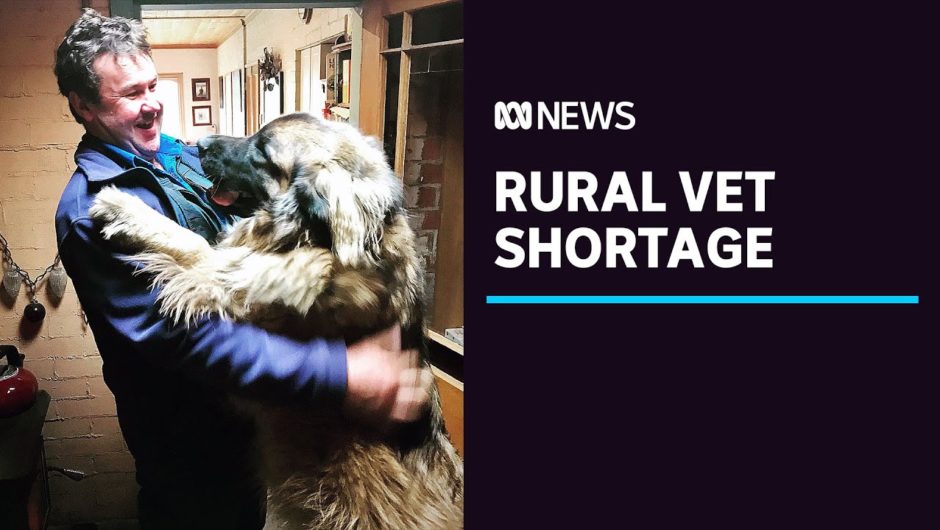 Vet shortage putting pressure on clinics and pets at risk | ABC News