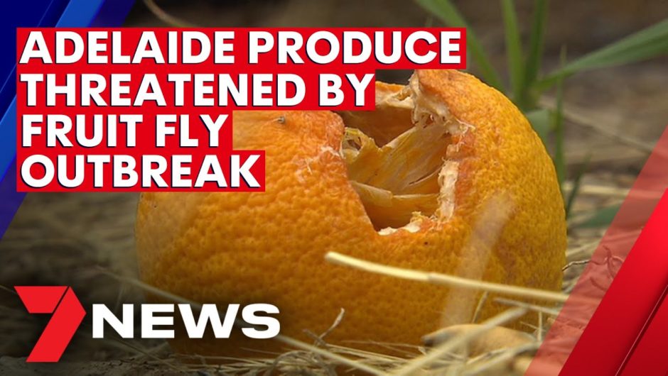 Adelaide produce at risk following Riverland fruit fly outbreak | 7NEWS