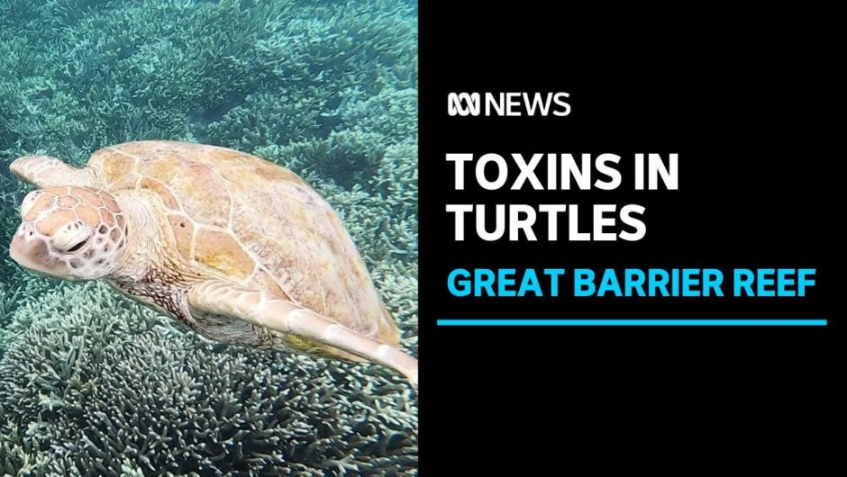 Chemicals found in Great Barrier Reef causing deformities in turtles | ABC News