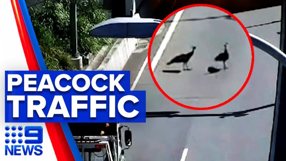 Peacocks stop traffic in Brisbane tunnel | 9 News Australia