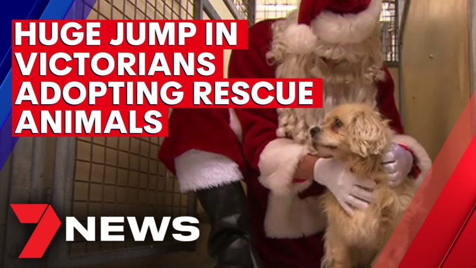 Huge jump in Victorians adopting rescue animals | 7NEWS