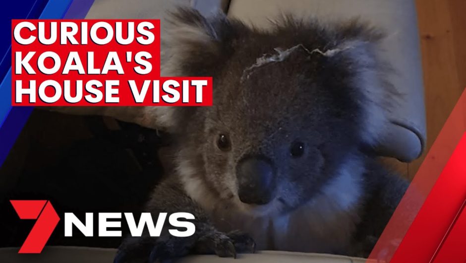 Curious young koala makes itself comfortable after visiting Adelaide home | 7NEWS