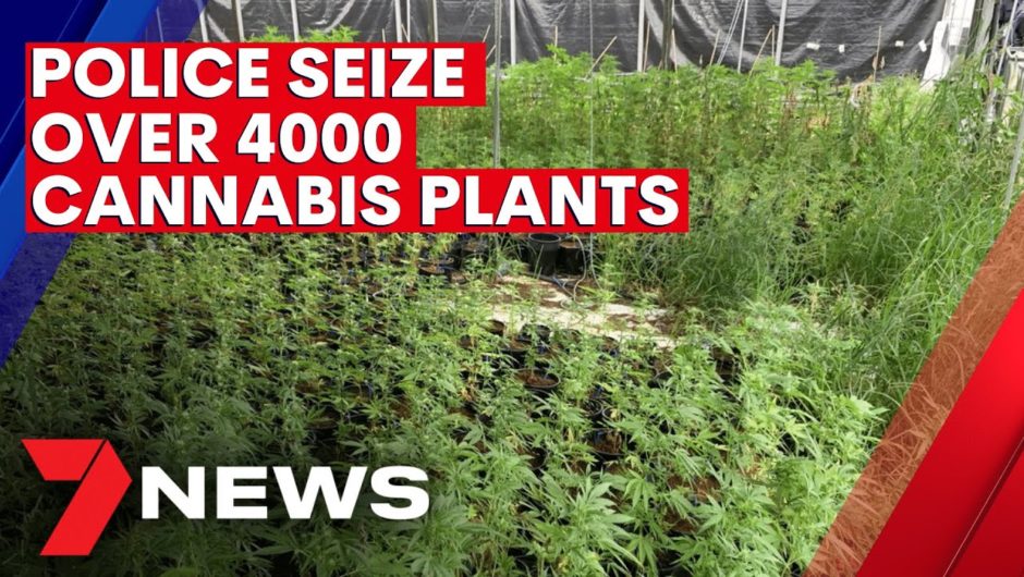 'Sophisticated' $13 million cannabis farm raided by police in Sydney's southwest | 7NEWS