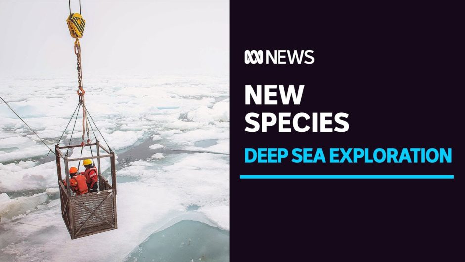 Research robots uncover 12 new species in the deep ocean | ABC News