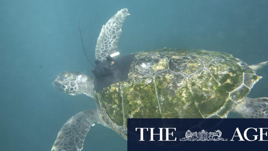 Taronga releases endangered turtles back into the ocean