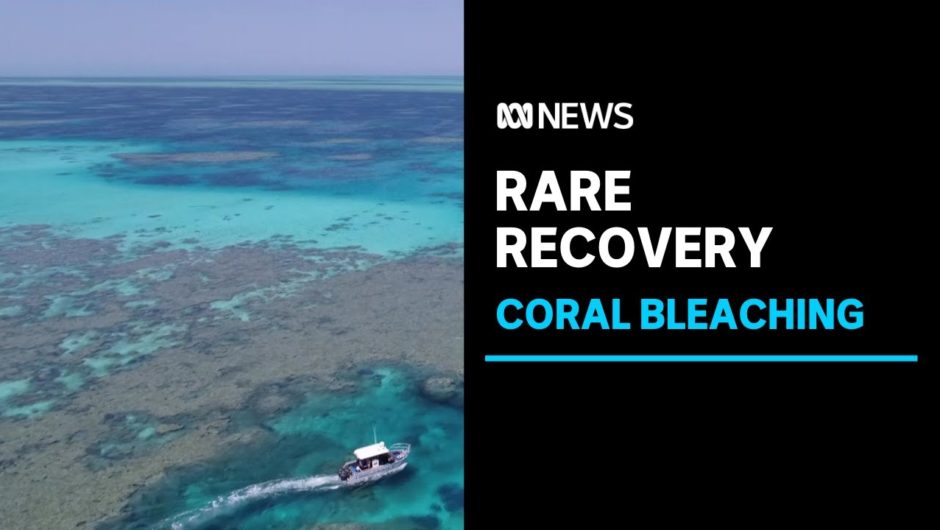 Recovery of coral at Rowley Shoals | ABC News