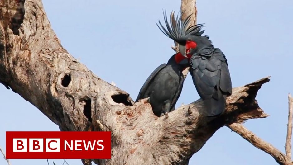 Palm cockatoo: Why a unique ‘drumming’ bird is in peril – BBC News