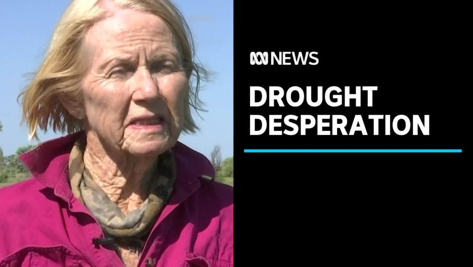 A desperate drought is devastating farmers in southern Queensland | ABC News