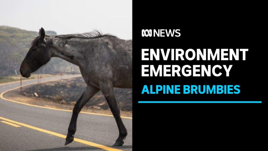 Brumbies likely to face further culls after survey finds 14,000 wild horses in Kosciuszko | ABC News