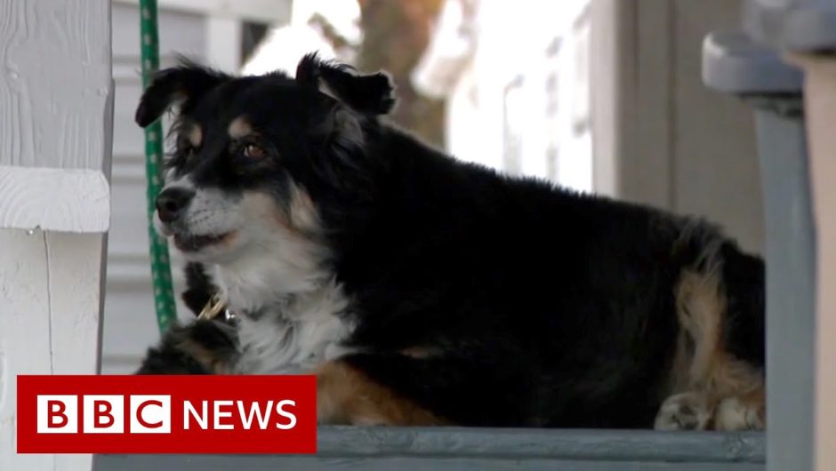 Dog inherits $5 million from deceased owner – BBC News