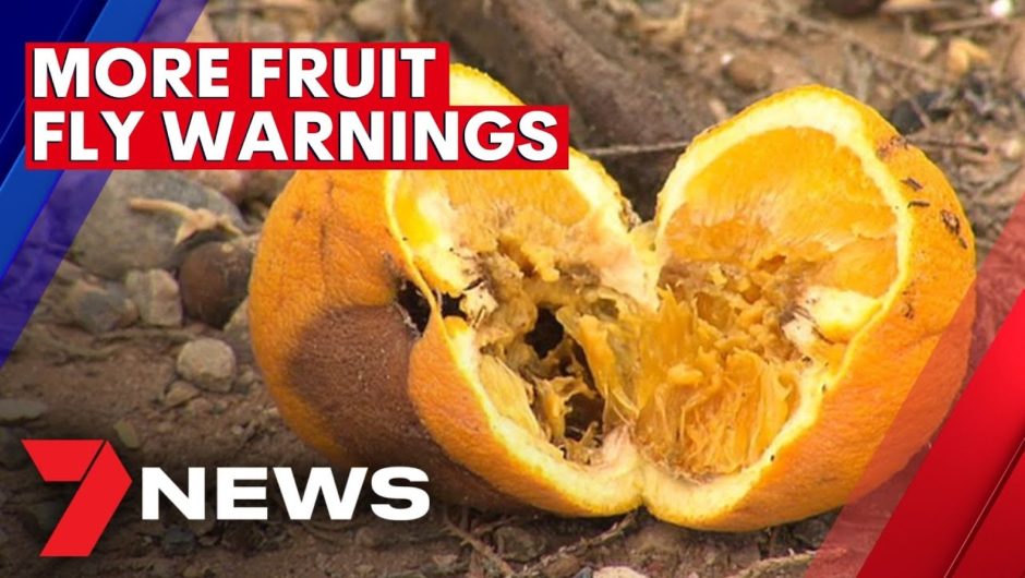 More fruit fly warnings for Adelaide suburbs | 7NEWS