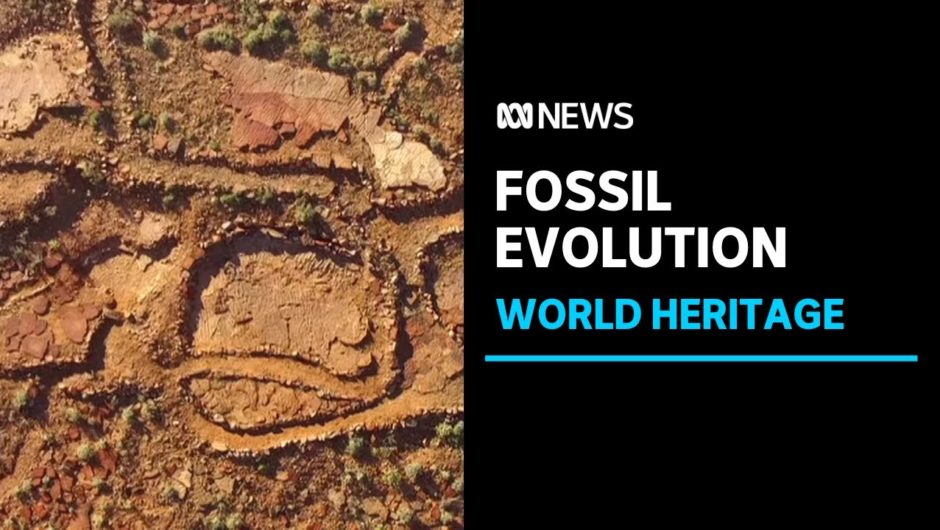 Flinders Ranges fossils take an evolutionary step towards the World Heritage register | ABC News