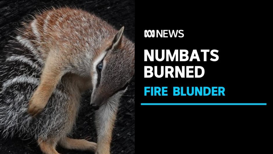 A prescribed burn in Western Australia has decimated one of only two numbat habitats | ABC News