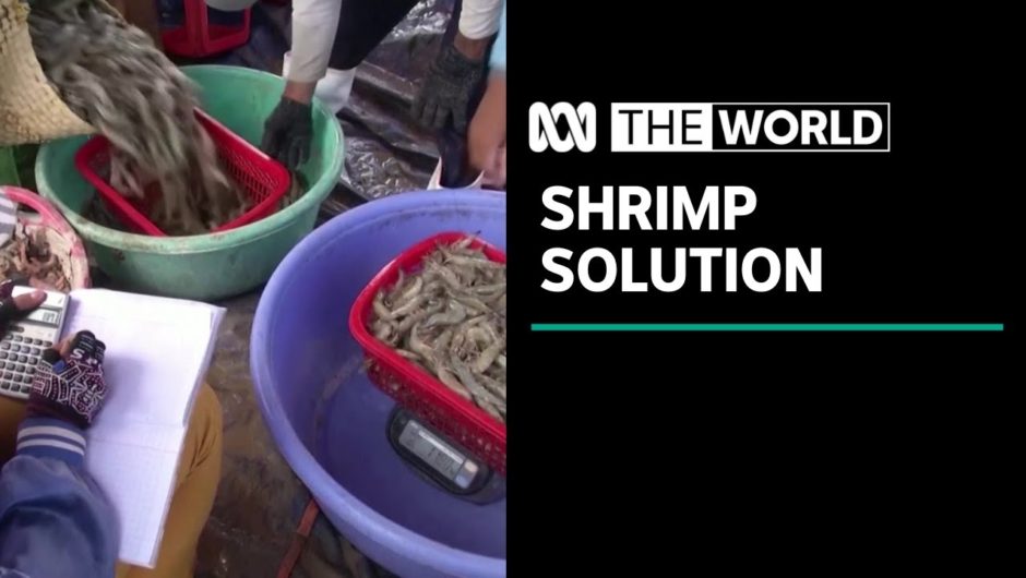 Vietnam rice farmers find shrimp solution to salination problem | The World