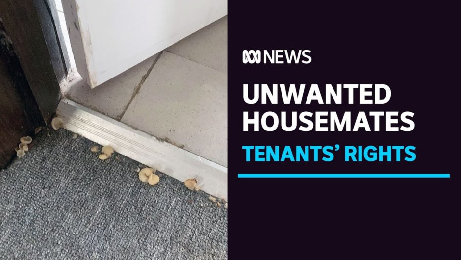 Mushroom crop grows out of Hobart rental carpet | ABC News