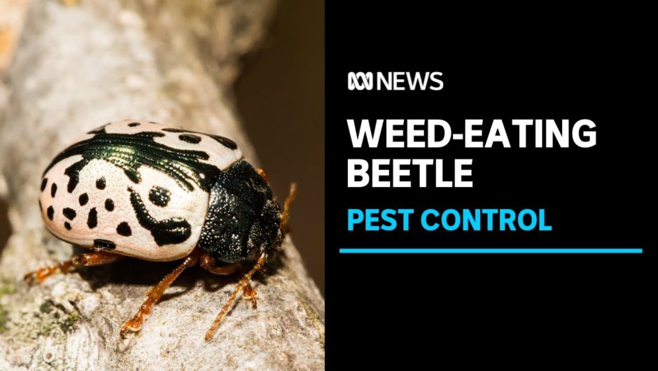 Meet the Northern Territory family farming beetles to combat noxious weeds | ABC News