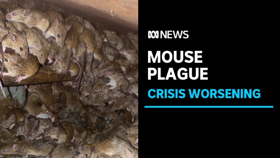 Worsening NSW mouse plague now an 'economic and public health crisis' | ABC News