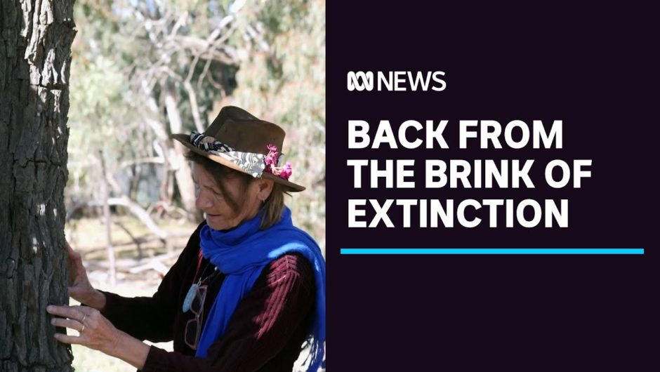 Chance discovery sees ancient species of tree brought back from the brink of extinction | ABC News