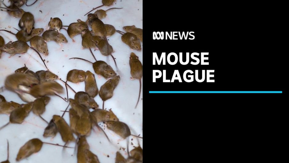 Mouse plague wreaks havoc as farmers spend thousands in desperate battle | ABC News