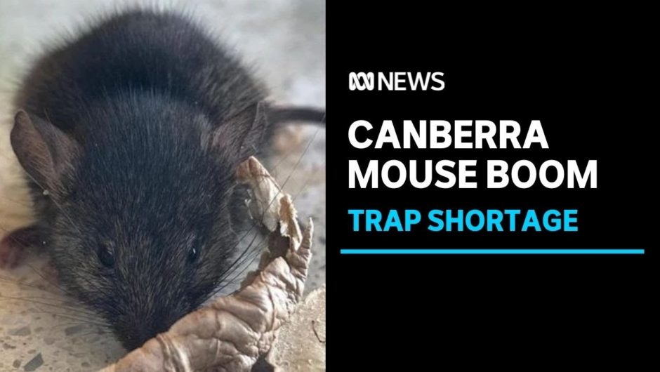 Mouse population booms across Canberra region, with baits and traps in short supply | ABC News