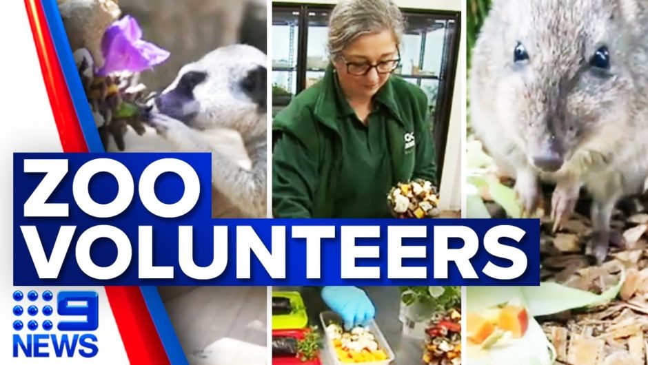 More than 800 people volunteer at zoos Victoria | 9 News Australia