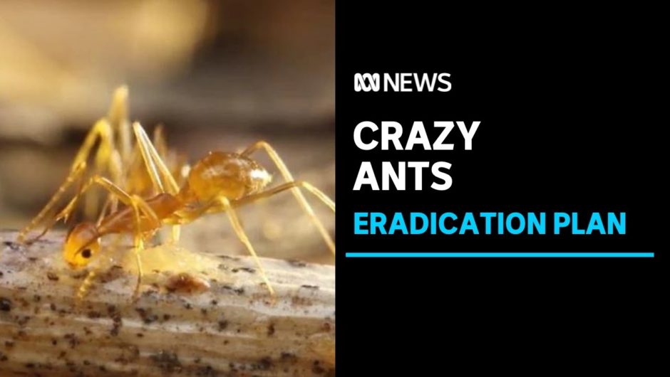 Yellow crazy ant eradication plan as Far North Queensland fight ramps up | ABC News