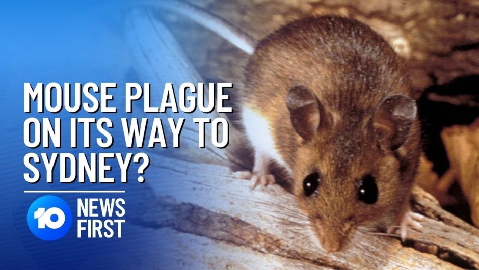 Mouse Plague Edges Closer To Sydney | 10 News First