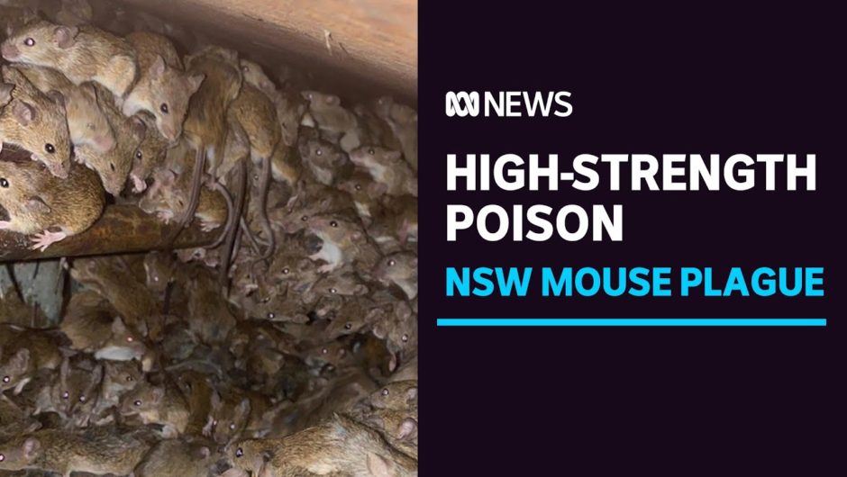 NSW govt acquires high-strength poison to tackle mouse plague that could reach Sydney | ABC News