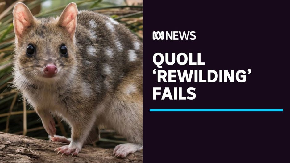 Bold program to "rewild" eastern quolls in bushland on the NSW coast ends in failure | ABC News