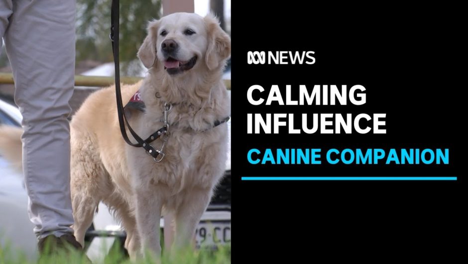 Charity funds more dogs to help veterans deal with post-traumatic stress | ABC News