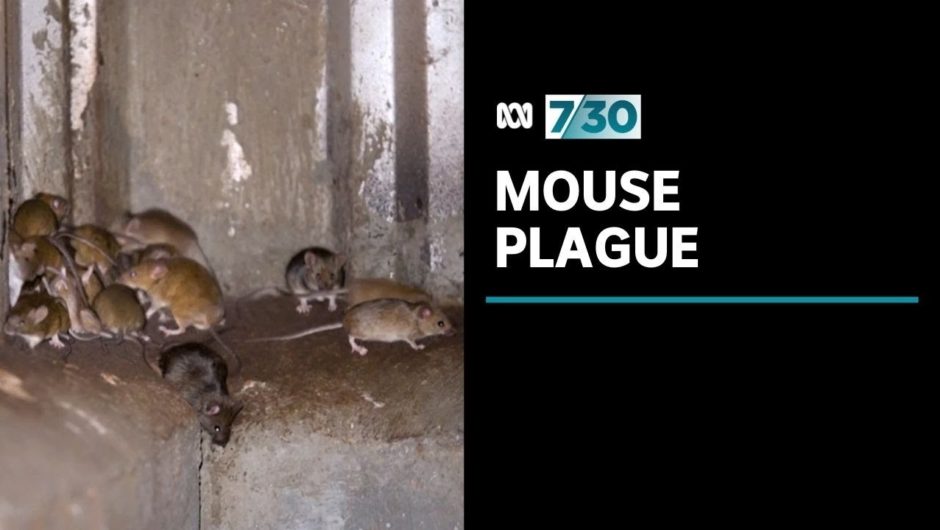 After enduring the drought, farmers are struggling with the mouse plague | 7.30