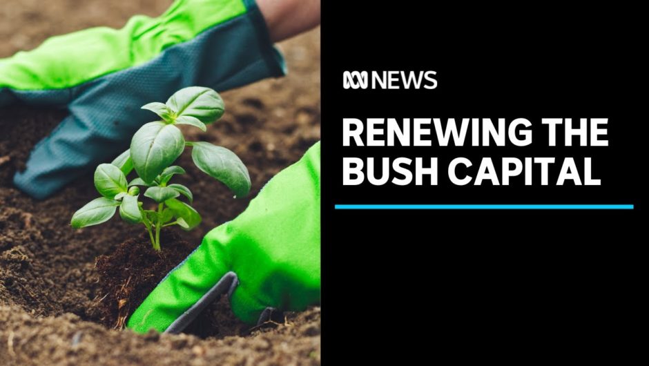Volunteers spend their time regenerating Canberra’s green spaces | ABC News