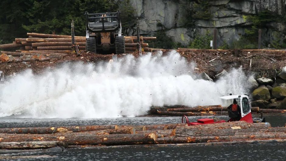 Lumber prices plummet after reaching all-time high