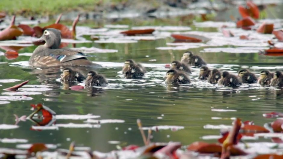 How to stop ducklings from falling through the cracks