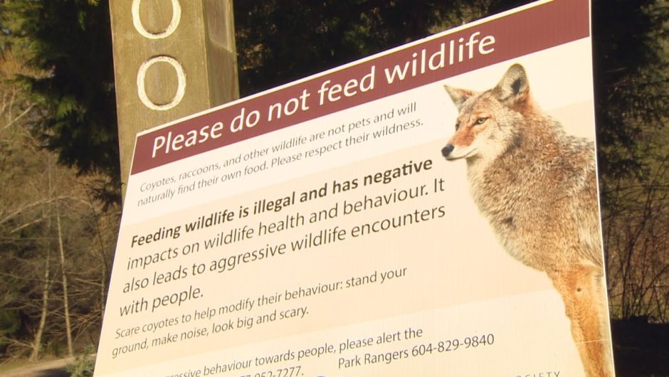 Latest coyote attack in Vancouver injures 5-year-old