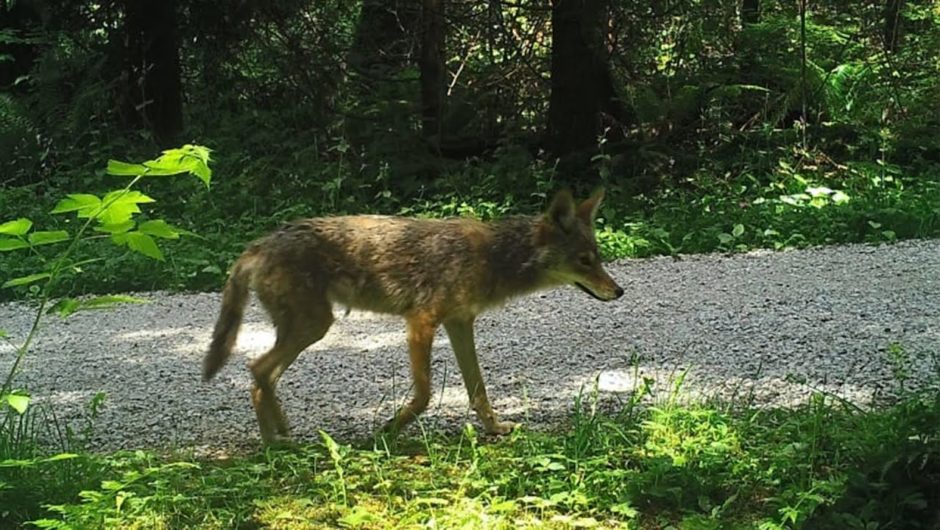 Brazen coyote attacks prompt Stanley Park night closures