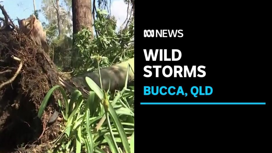 BOM investigating whether QLD storm may have been a tornado | ABC News