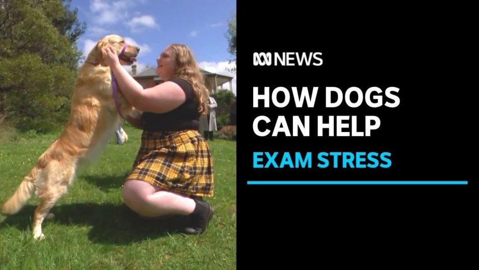 Puppy playtime for exam-stressed students, and dogs who need socialising | ABC News