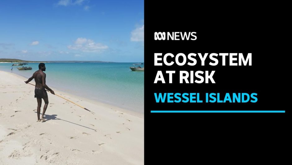 The remote dolphin hotspot in need of better protection | ABC News