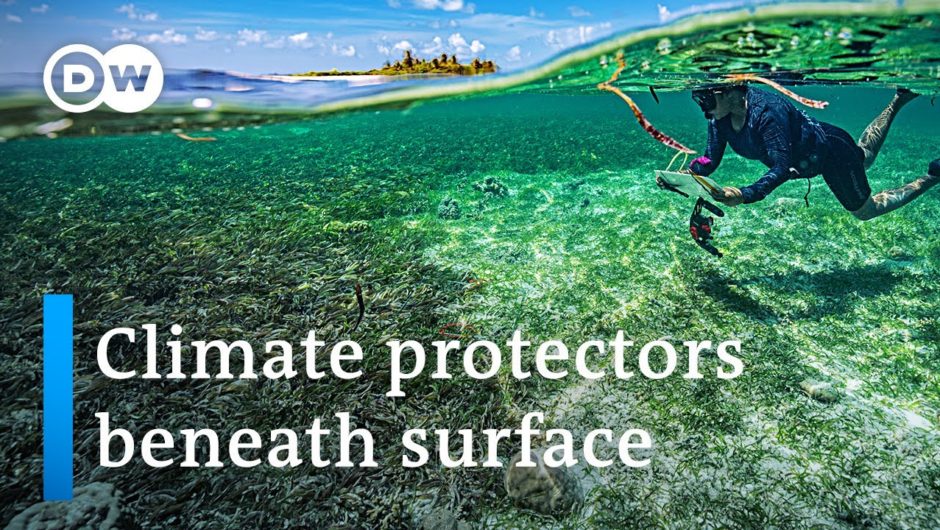 Maldives: How saving seagrass helps fight climate change | Global Ideas