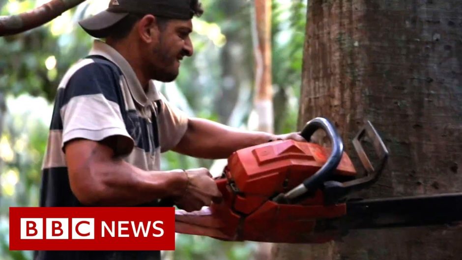 The battle for the Amazon's future – BBC News