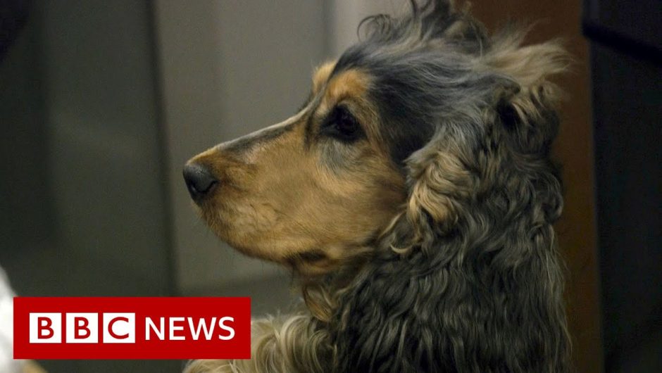 How you can help pets on fireworks night – BBC News